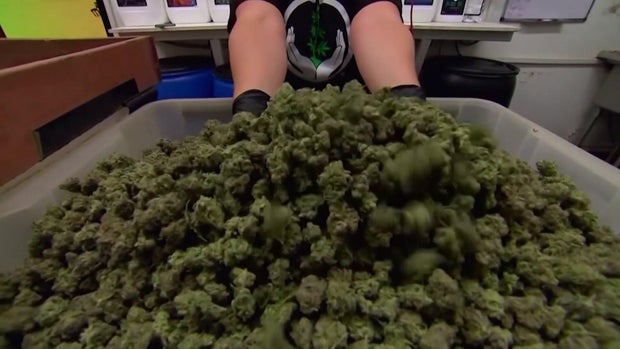 10p-pkg-legal-weed-wcco39vh.jpg 