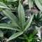 Cannabis Industry Death 