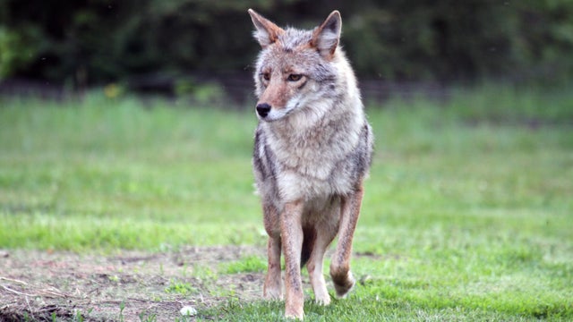 Coyote 