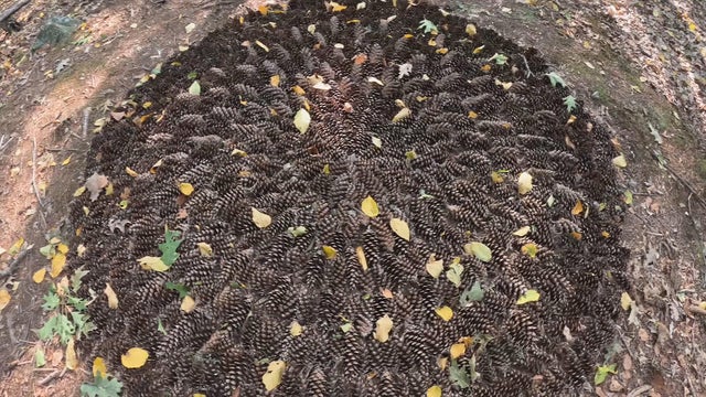 Pinecones Waltham 
