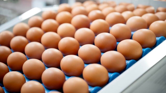 Long Term Cost Savings and Investing in Eggs Processing Machines in Poultry Farming Manufacturing Industry. Fresh eggs on the conveyor belt during sorting, grading process with automated machine in the production line. 