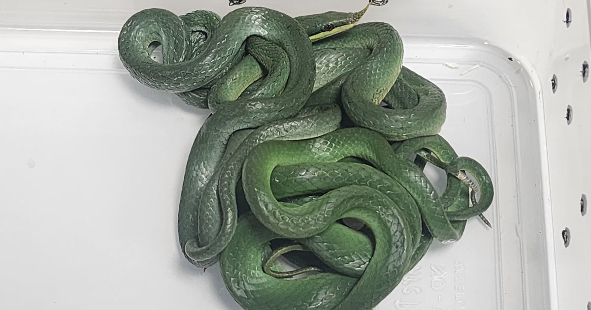 Plane passenger caught with 16 live snakes, including a rhino rat snake 