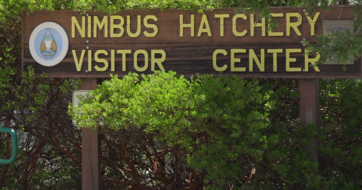 Nimbus Fish Hatchery's visitor center, parking lot to be closed over summer 